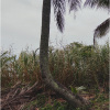 Wired Tree