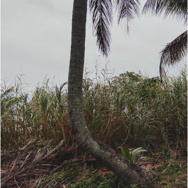 Wired Tree