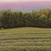 Somewhere Fresh