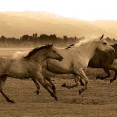 Grassland3