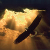Eagle Fly High