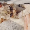 貓咪黑洞