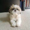 Little Lion 小獅子