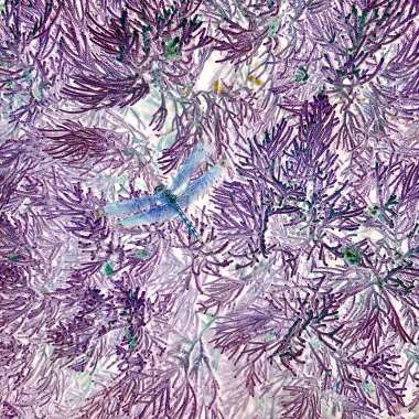 violet dream