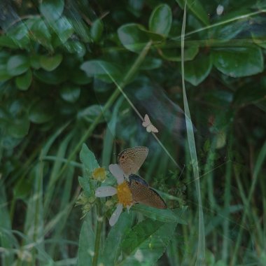April's faint