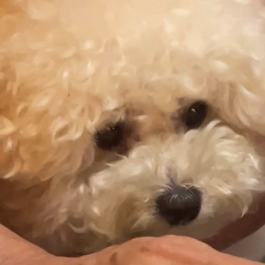 這是一首給他的歌