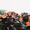 新樂園日誌new paradise journal- (demo)