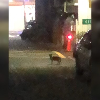 夜間散步