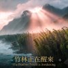 《竹林正在醒來》有力、原始、甦醒中的竹林之歌。The Bamboo Forest Is Awakening Taiwanese rhythm fusion #Indigenous