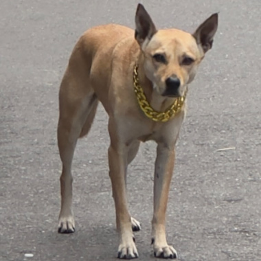 為什麼要騎車溜狗