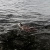 Green turtle