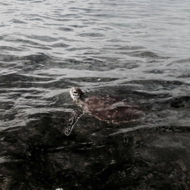 Green turtle
