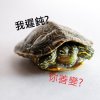 烏龜