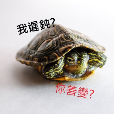 烏龜