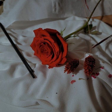 曇花