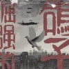 倔强的鸽子