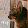 陪伴 ( demo )