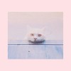 貓毛 ( demo )