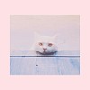 貓毛 ( demo )
