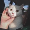 Bambii - Cat