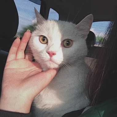 Bambii - Cat