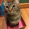 領養一隻貓