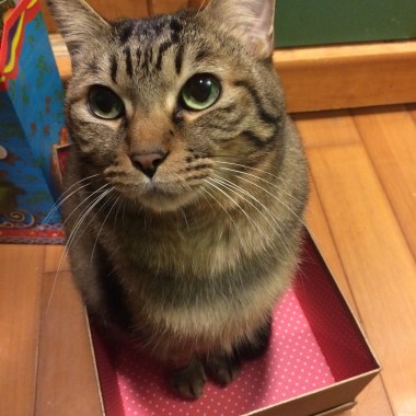 領養一隻貓