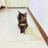 滿福胖胖_養貓之歌（現場版）