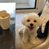 神犬阿多