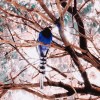 Blue Wing