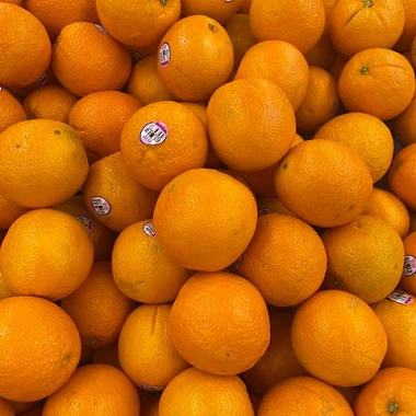 橘子🍊feat.鄒兆元 （jason）