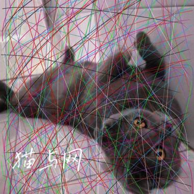 侯雨霏 - 猫与网