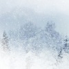 望雪