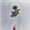玫瑰 🥀--feat.天秤