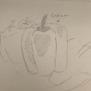 Capsicum