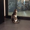 籠 中 鳥