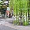 05 結緣柳樹