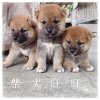 柴犬旺旺
