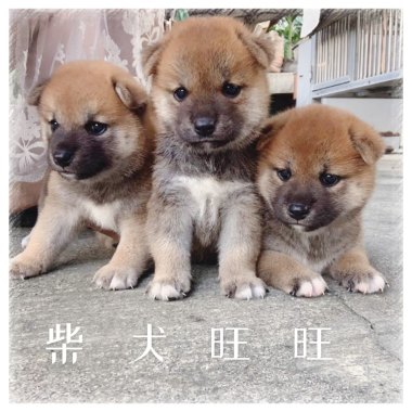 柴犬旺旺