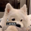 心碎狗狗