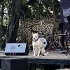 鳥籠 (live)