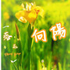 向陽