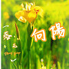 向陽