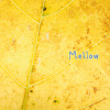 Mellow-戒不掉你