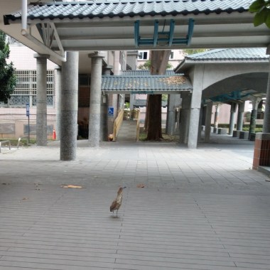 放學後（鋼琴版）