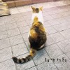 10-貓咪的歌-(樂團版)