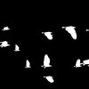 咱來去青翠滿是鳥隻的路lán lâi-khì tshenn-tshuì muá sī tsiáu-tsiah ê lōo