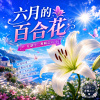 六月的百合花 | 每一瓣純白 都是你給的回答 |