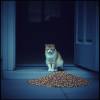 Don’t Leave Feed at My Door