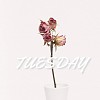 Tuesday (Demo)